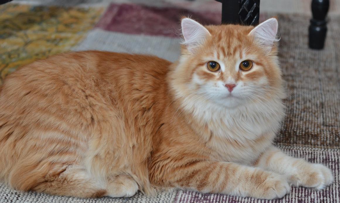 sibirisk katt Mir